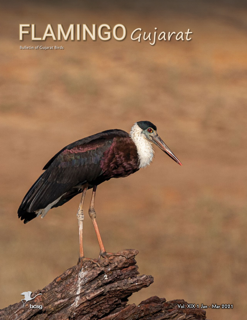 flamingo-issue-05Jan-mar2021